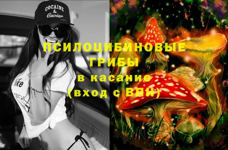 купить закладку  Каменск-Шахтинский  Псилоцибиновые грибы Psilocybine cubensis 